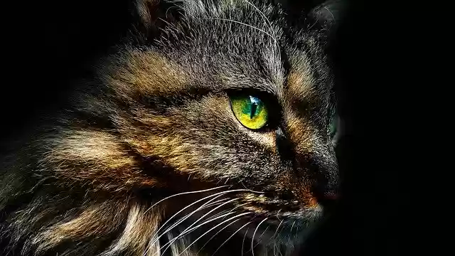 Free download Cat CatS Eye Animal -  free free photo or picture to be edited with GIMP online image editor