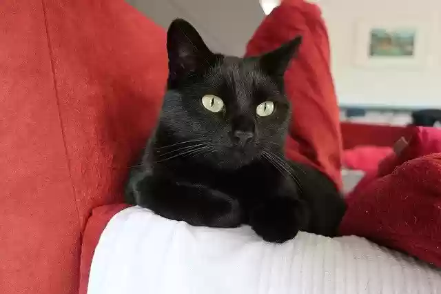 Free download Cat CatS Eyes Lying -  free photo or picture to be edited with GIMP online image editor