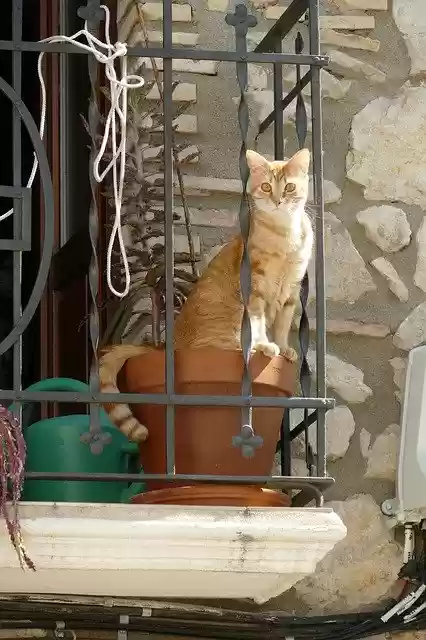 Free download Cat Cats Pet -  free free photo or picture to be edited with GIMP online image editor