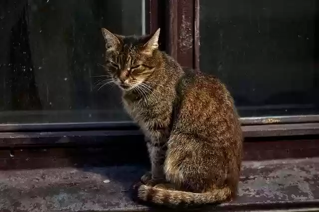 Free download Cat City Urban -  free free photo or picture to be edited with GIMP online image editor