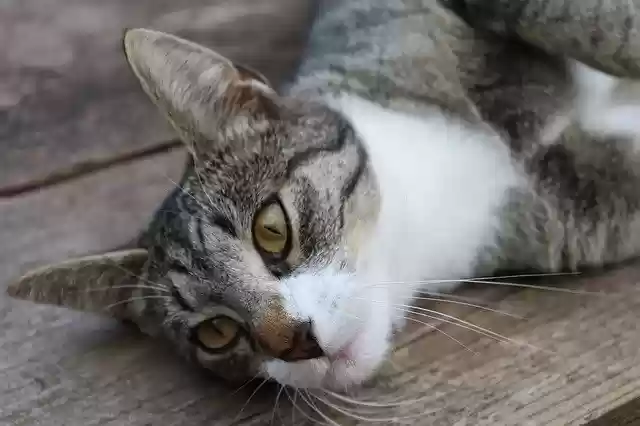 Free download Cat Concerns Lazy Domestic -  free free photo or picture to be edited with GIMP online image editor