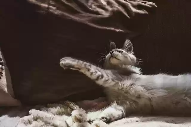 Free download cat couch feline domestic cat free picture to be edited with GIMP free online image editor
