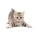 Cat Cursor  screen for extension Chrome web store in OffiDocs Chromium