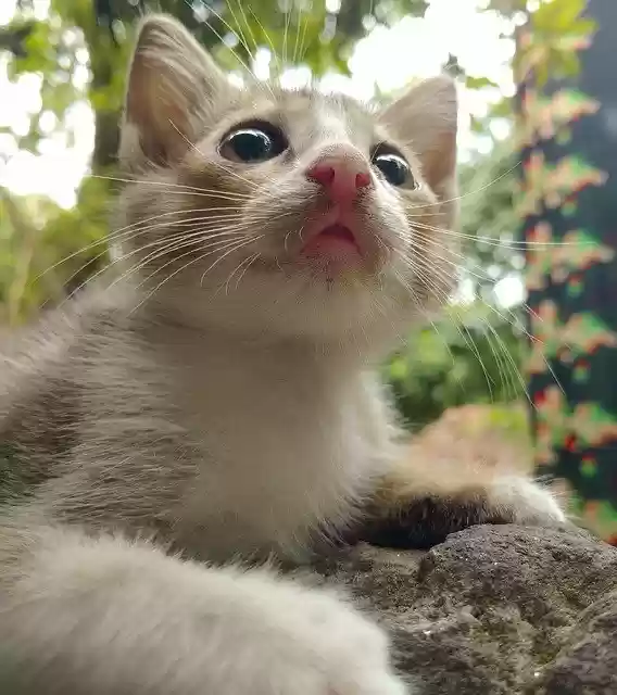 Muat turun percuma Cat Cute Animal - foto atau gambar percuma untuk diedit dengan editor imej dalam talian GIMP