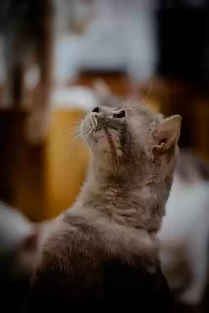 Free download cat cute pet adorable head face free picture to be edited with GIMP free online image editor