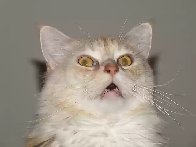 Free download cat domestic animal free picture to be edited with GIMP free online image editor