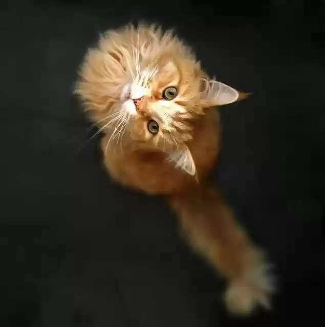 Free download cat domestic animal domestic cat free picture to be edited with GIMP free online image editor
