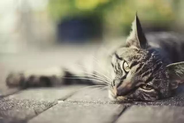 Free download cat domestic animal outdoors free picture to be edited with GIMP free online image editor