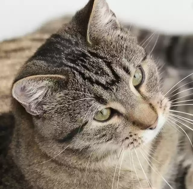 Free download cat domestic cat pet kitten animal free picture to be edited with GIMP free online image editor