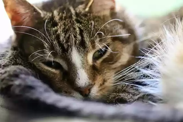 Free download cat domestic cat whiskers free picture to be edited with GIMP free online image editor