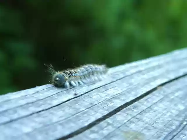 Free download Caterpillar Bug Blue -  free photo or picture to be edited with GIMP online image editor