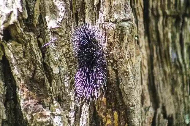 Free download Caterpillar Butterfly Insect -  free photo or picture to be edited with GIMP online image editor