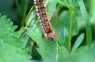 Free download Caterpillar Eating free photo or picture to be edited with GIMP online image editor