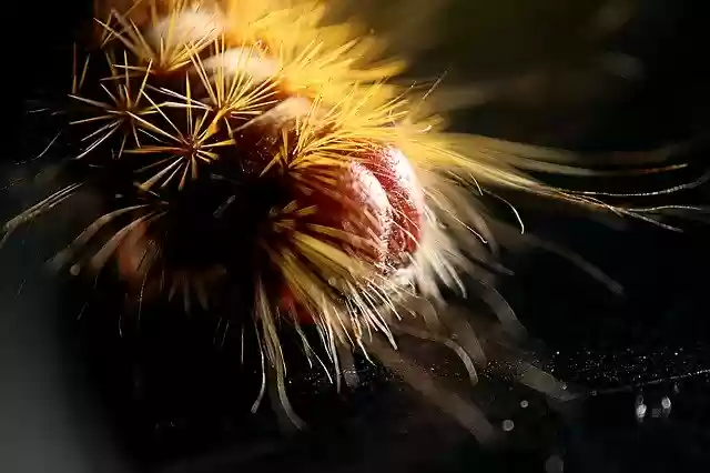 Free download Caterpillar Hairy -  free photo or picture to be edited with GIMP online image editor