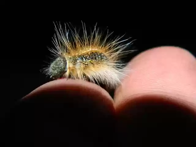 Free download Caterpillar Insect Trust -  free photo or picture to be edited with GIMP online image editor