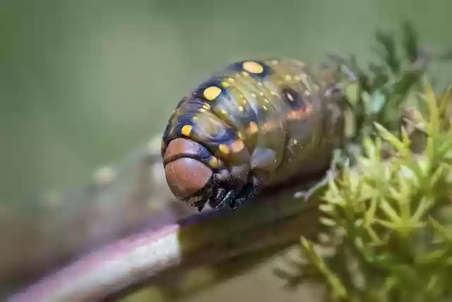 Free download caterpillar larva hyles euphorbiae free picture to be edited with GIMP free online image editor