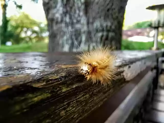 Free download Caterpillar Nature Insect -  free photo or picture to be edited with GIMP online image editor