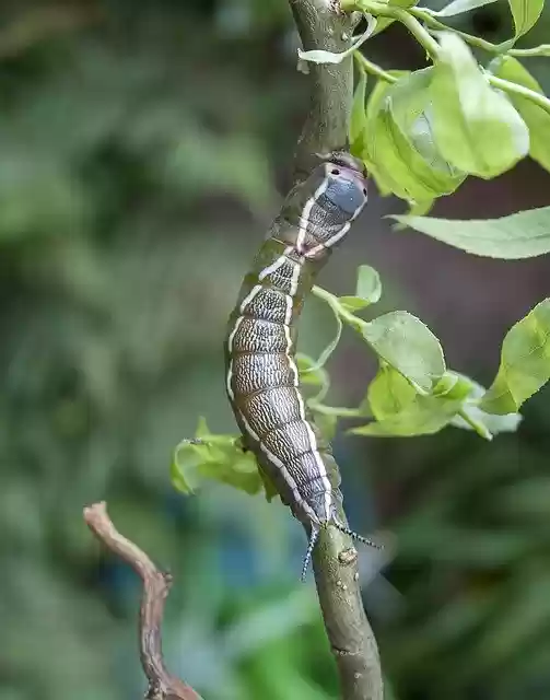 Free download Caterpillar Puss Moth Entomology -  free photo or picture to be edited with GIMP online image editor