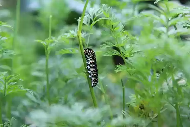 Free download caterpillar swallowtail caterpillar free picture to be edited with GIMP free online image editor