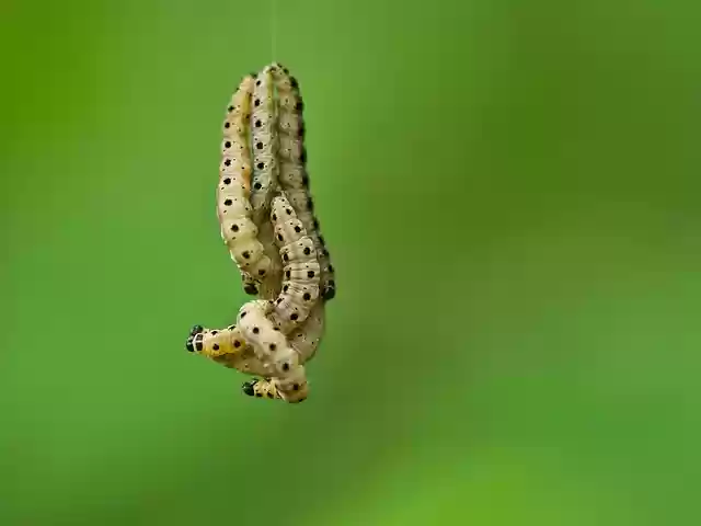 Free download caterpillar thread hang be crazy free picture to be edited with GIMP free online image editor