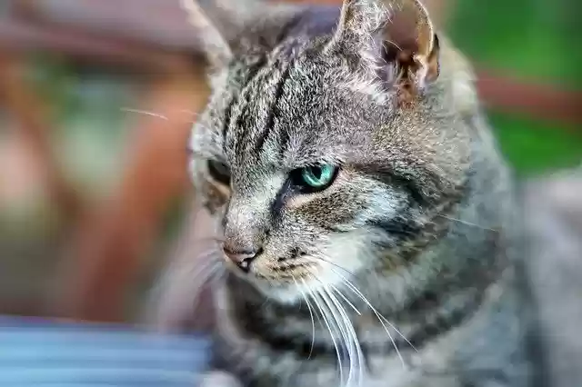 Безкоштовно завантажте європейську короткошерсту кішку - безкоштовне фото або зображення для редагування в онлайн-редакторі зображень GIMP