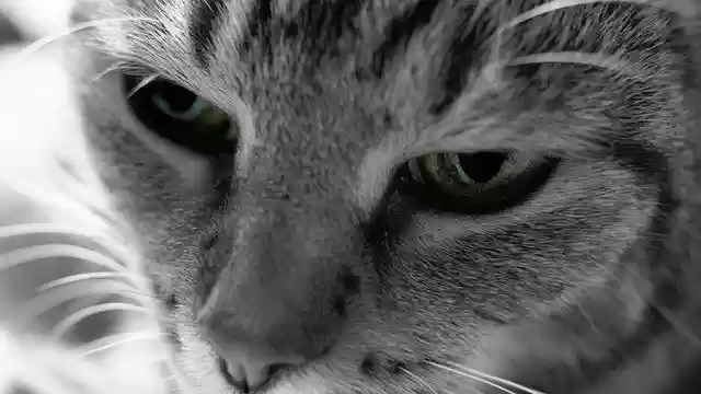 Free download Cat Eye Black White -  free photo or picture to be edited with GIMP online image editor