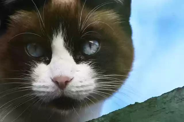 Cat eye blue  screen for extension Chrome web store in OffiDocs Chromium