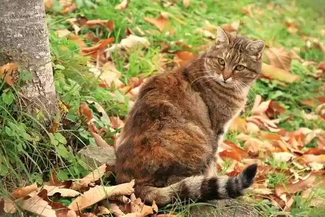 Free download cat feline animal mammal brindle free picture to be edited with GIMP free online image editor