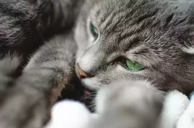 Free download cat feline animal pet gifts free picture to be edited with GIMP free online image editor