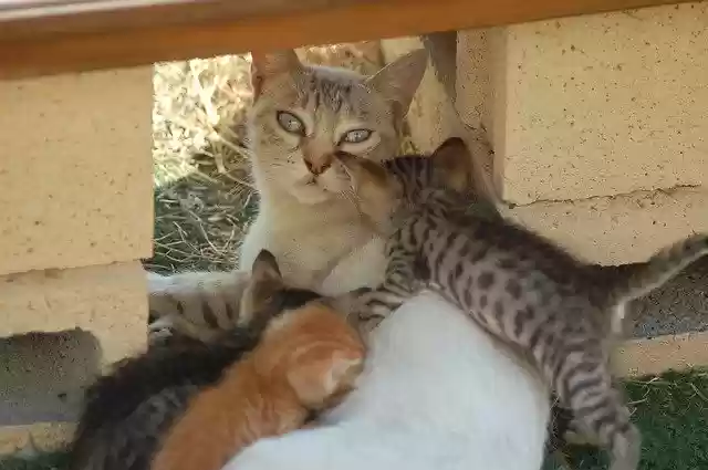 Free download Cat Feline Breastfeed -  free photo or picture to be edited with GIMP online image editor
