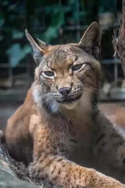 Libreng download cat feline caracal close up animal free picture na ie-edit gamit ang GIMP free online image editor