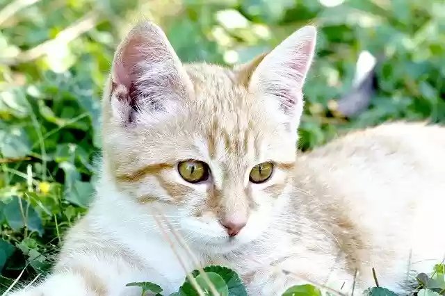 Free download Cat Feline CatS Eye -  free photo or picture to be edited with GIMP online image editor