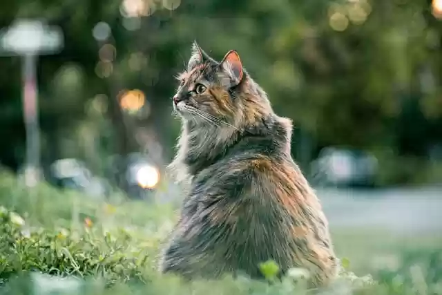 Free download cat feline furry whiskers pet free picture to be edited with GIMP free online image editor