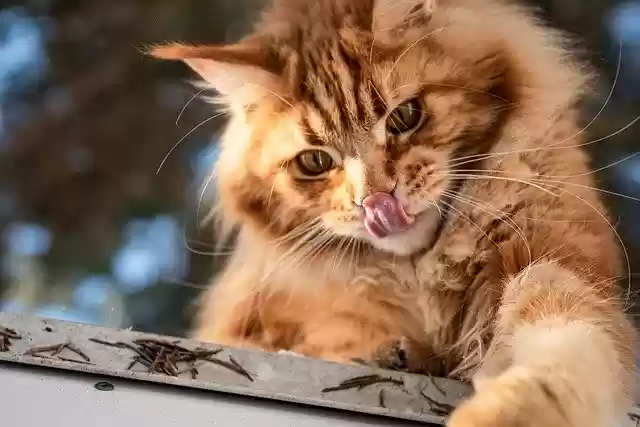Free download cat feline ginger fur cute free picture to be edited with GIMP free online image editor