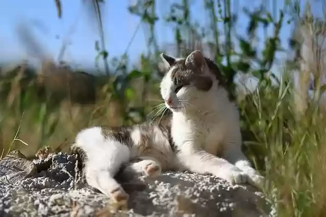Free download cat feline nature animal mammal free picture to be edited with GIMP free online image editor