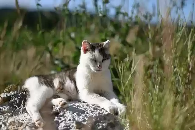 Free download cat feline nature outside rest free picture to be edited with GIMP free online image editor