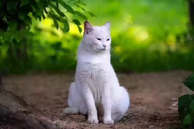 Free download cat feline whiskers pet cuteness free picture to be edited with GIMP free online image editor