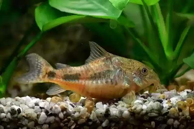 Free download Catfish Aquarium Tropical -  free photo or picture to be edited with GIMP online image editor