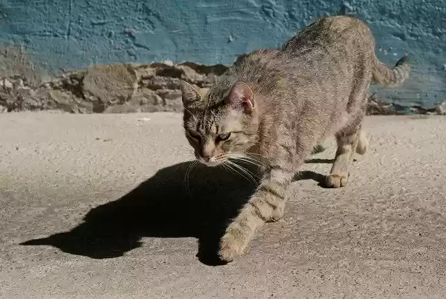 Free download Cat Foray Shadow -  free photo template to be edited with GIMP online image editor