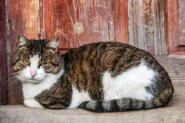 Free download Cat Fur Pet -  free photo or picture to be edited with GIMP online image editor