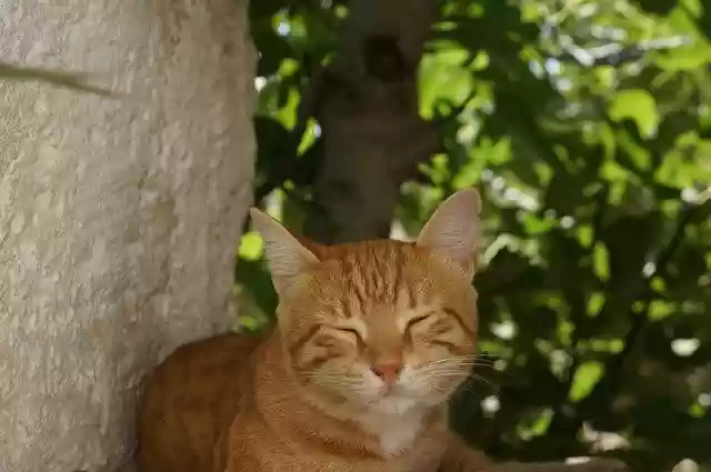 Free download Cat Ginger Animal -  free photo or picture to be edited with GIMP online image editor