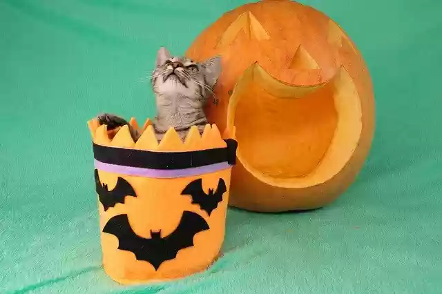 Free download Cat Halloween Pet -  free photo or picture to be edited with GIMP online image editor