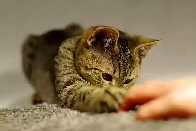 বিনামূল্যে ডাউনলোড করুন Cat Home - বিনামূল্যে ছবি বা ছবি GIMP অনলাইন ইমেজ এডিটর দিয়ে সম্পাদনা করতে হবে