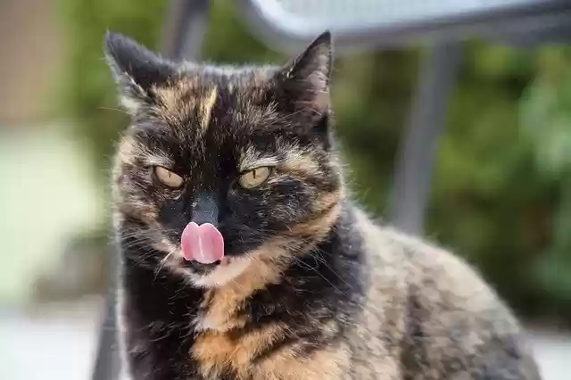 Free download Cat Hunger Tongue -  free photo or picture to be edited with GIMP online image editor