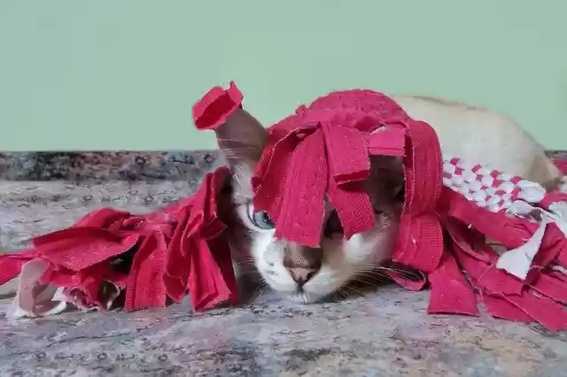 Free download Cat Joke Animal -  free photo or picture to be edited with GIMP online image editor