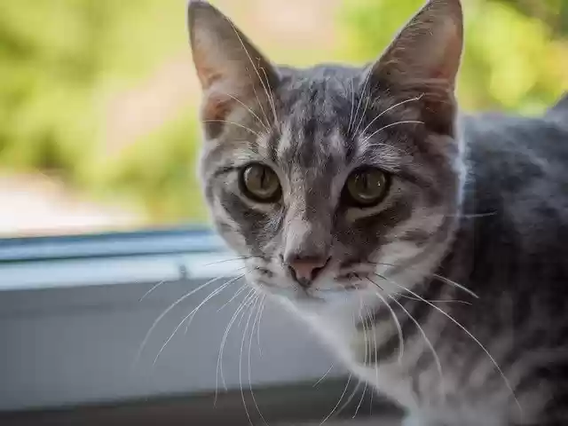 Unduh gratis Cat Kitten Animal - foto atau gambar gratis untuk diedit dengan editor gambar online GIMP