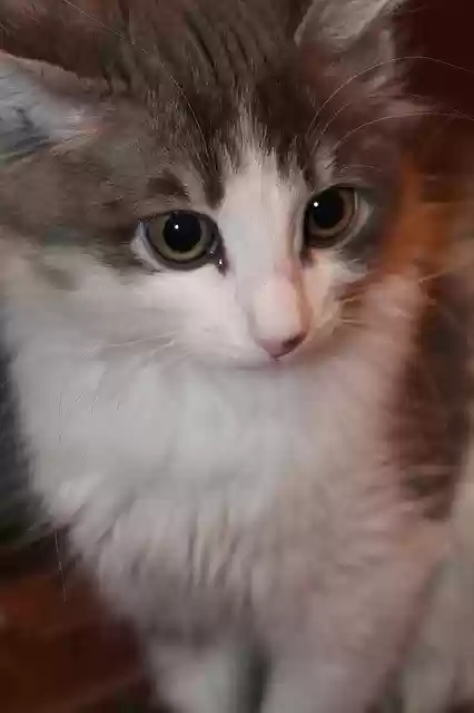 Free download Cat Kitten Animals -  free photo or picture to be edited with GIMP online image editor