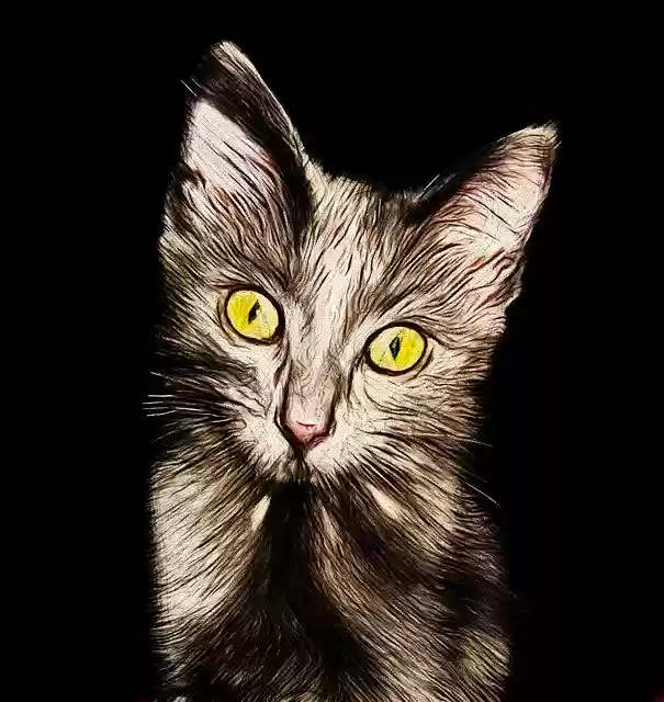 Free download Cat Kitten Cute -  free free photo or picture to be edited with GIMP online image editor