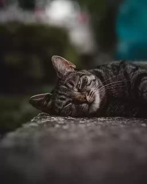 Free download cat kitten cute sleepy tired pet free picture to be edited with GIMP free online image editor