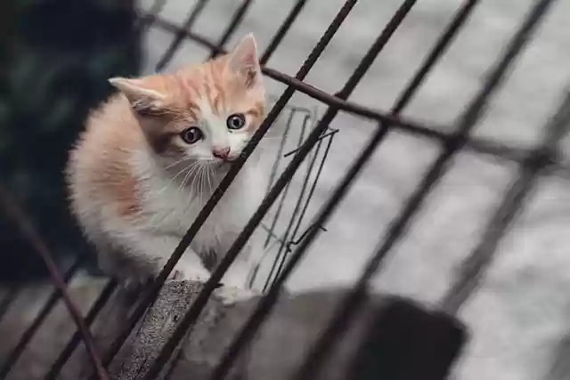 Free download cat kitten feline mammal puppy free picture to be edited with GIMP free online image editor
